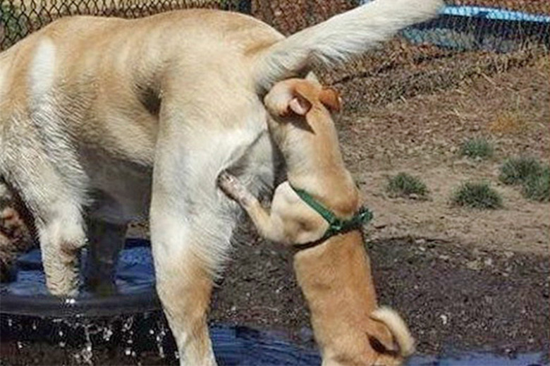 8 Cute Puppies Who Can