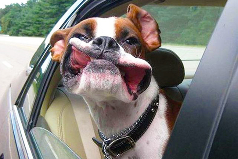 dogs love riding in cars
