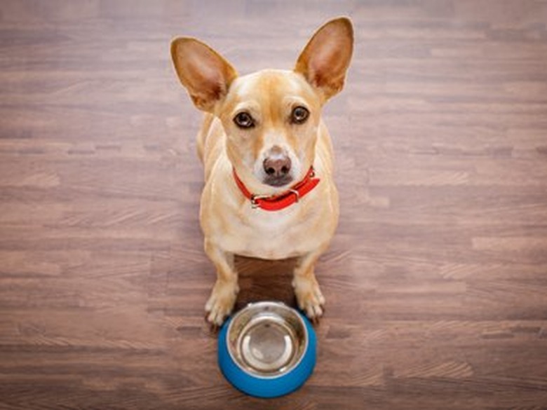 hungry dog with food bowl