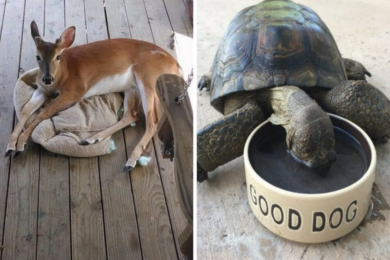 other animals acting like dogs