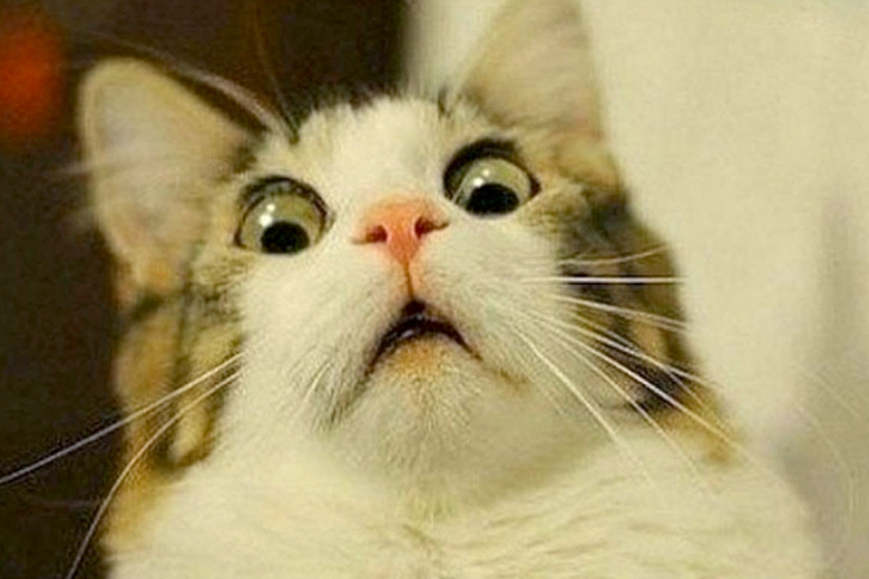 funny cat pictures you need to see
