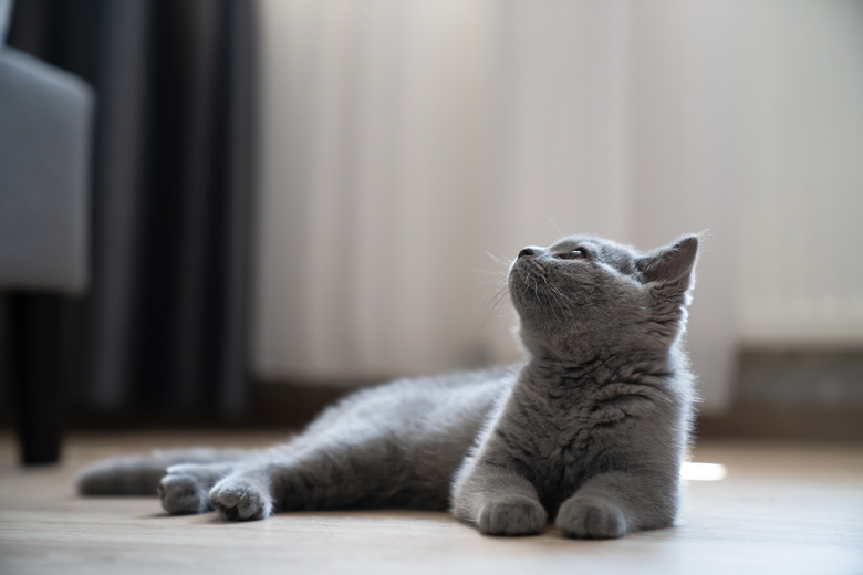 A portrait of a grey cuddly cat looking up.