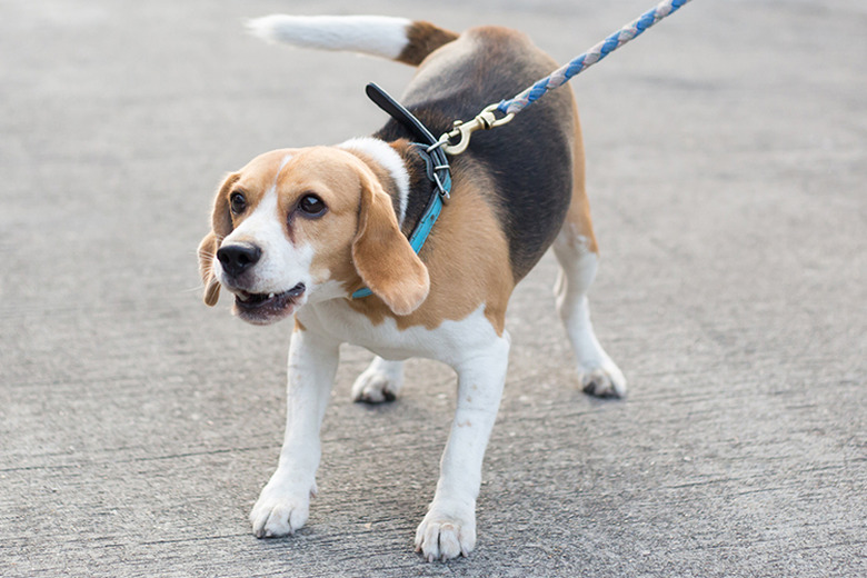 Dog barking