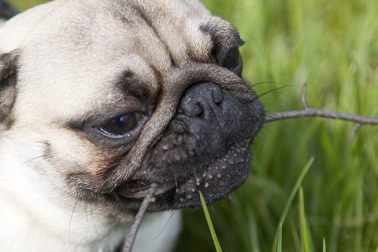 Closeup of a brown dog with a small stick in its mouth