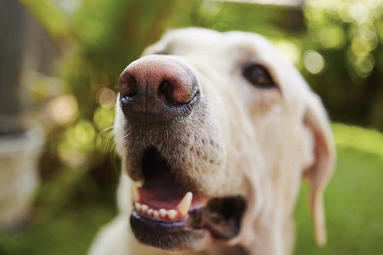 Close up of a white dog