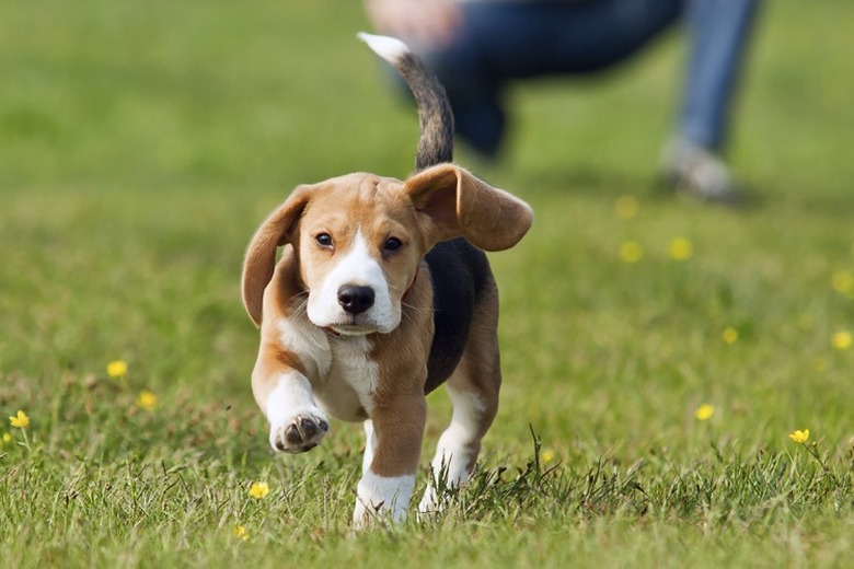 Brown and white dog running in grass