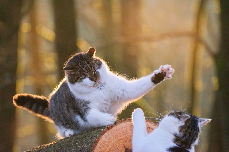 Two gray and white tabby cats fighting on a log outdoors or playing