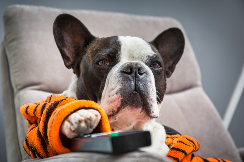 French bulldog in orange tiger bathrobe watch tv