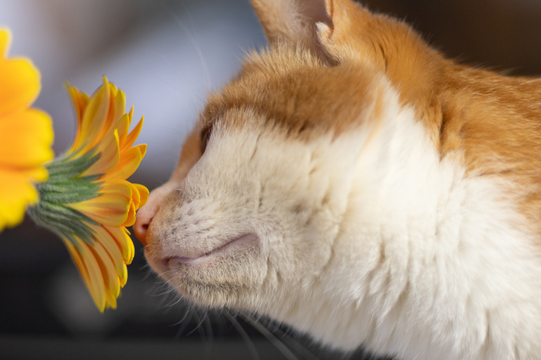 cat smelling flowers