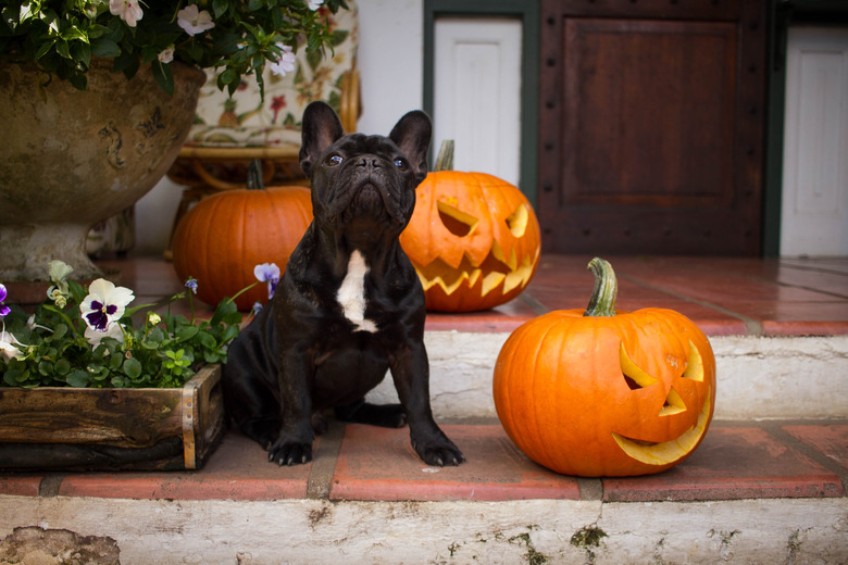 French Bulldog Puppy Halloween