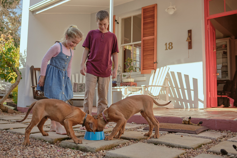 Little siblings watch their cute puppies feed outside in the yard. Two ridgeback puppies eating in a bowl while a brother and sister smile while watching their canine pets eat a snack outside