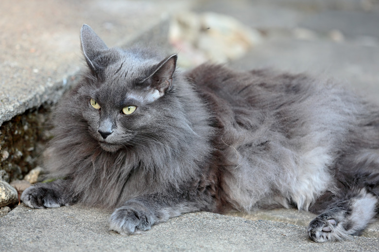 Blue norwergian forest cat resting