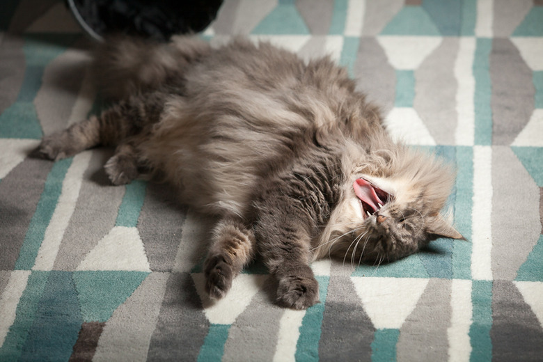A large Norwegian Forest cat with luxuriant grey fur laying on a carpet