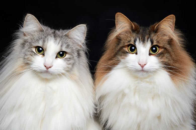 Norwegian forest cat