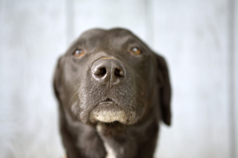 A close-up of an older dog's snout