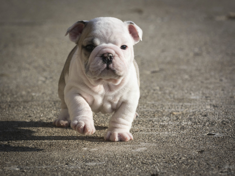 Olde English Bulldogge Vs. English Bulldog Cuteness