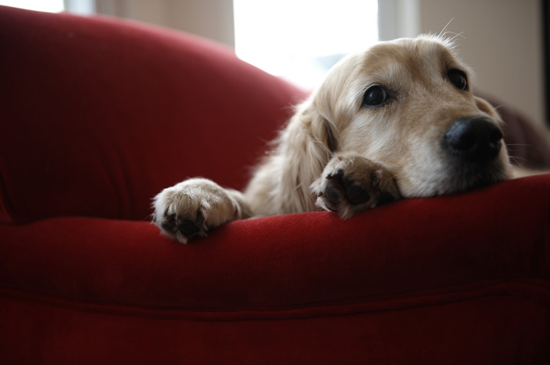 Golden retriever dog lying on sofa