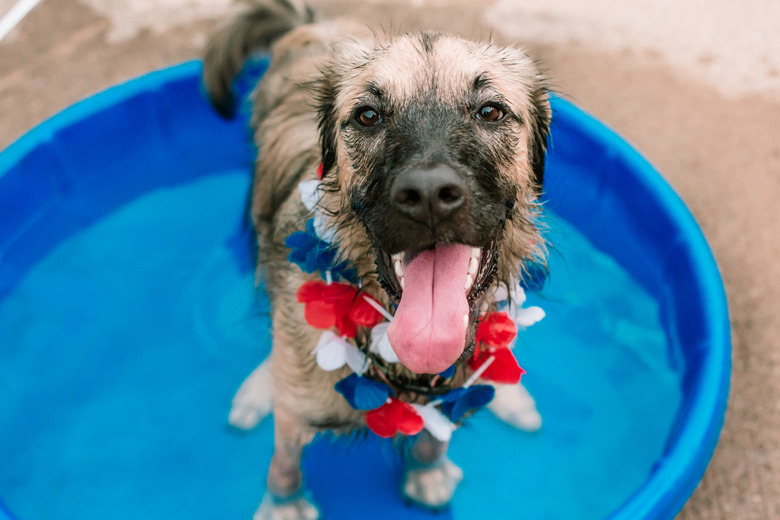 Summer Dog in Pool