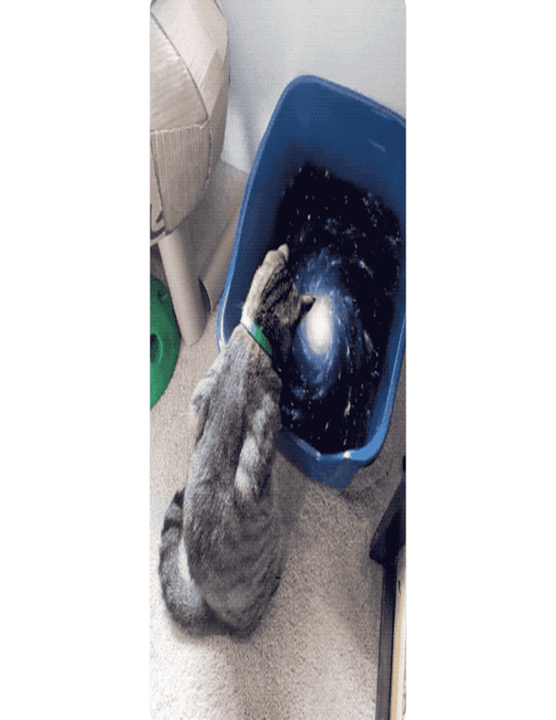 cat stares into swirling cosmos