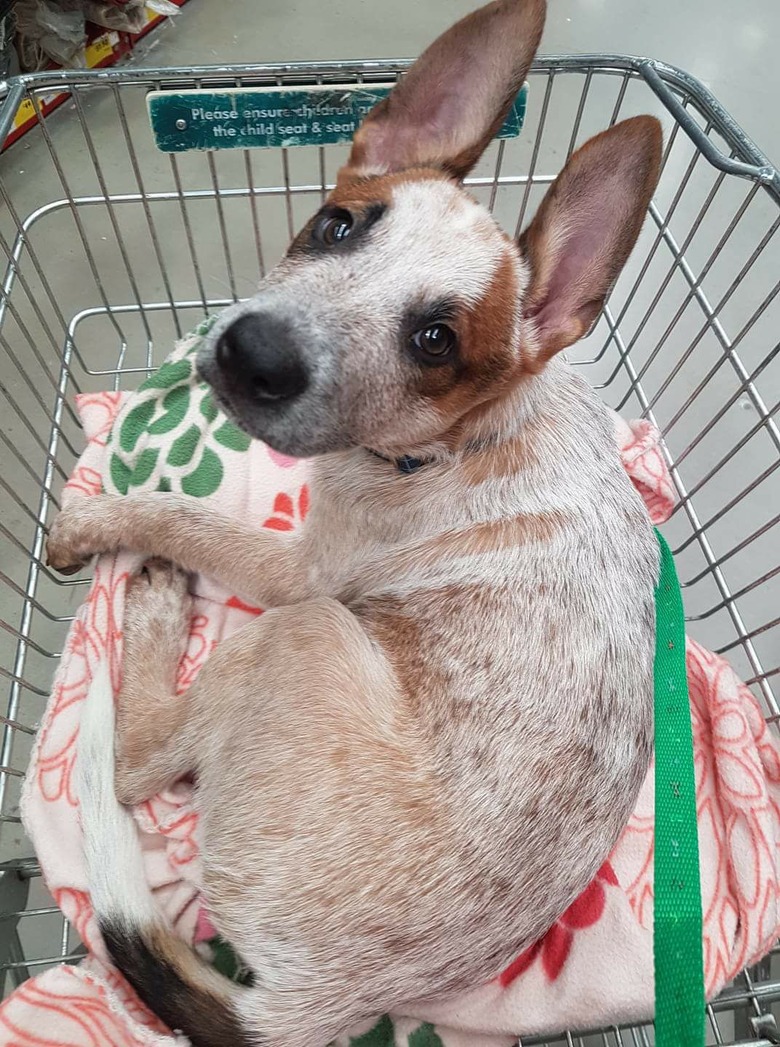 People are sharing pictures of dogs in shopping carts and we're soooo here for it