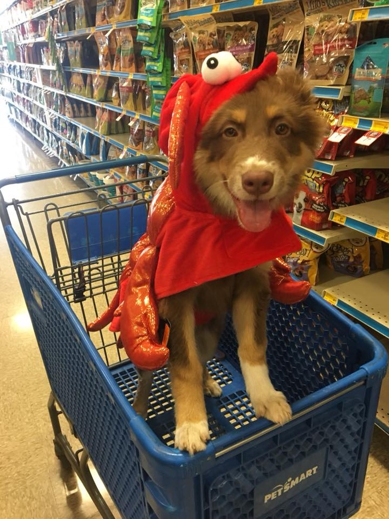 People are sharing pictures of dogs in shopping carts and we're soooo here for it