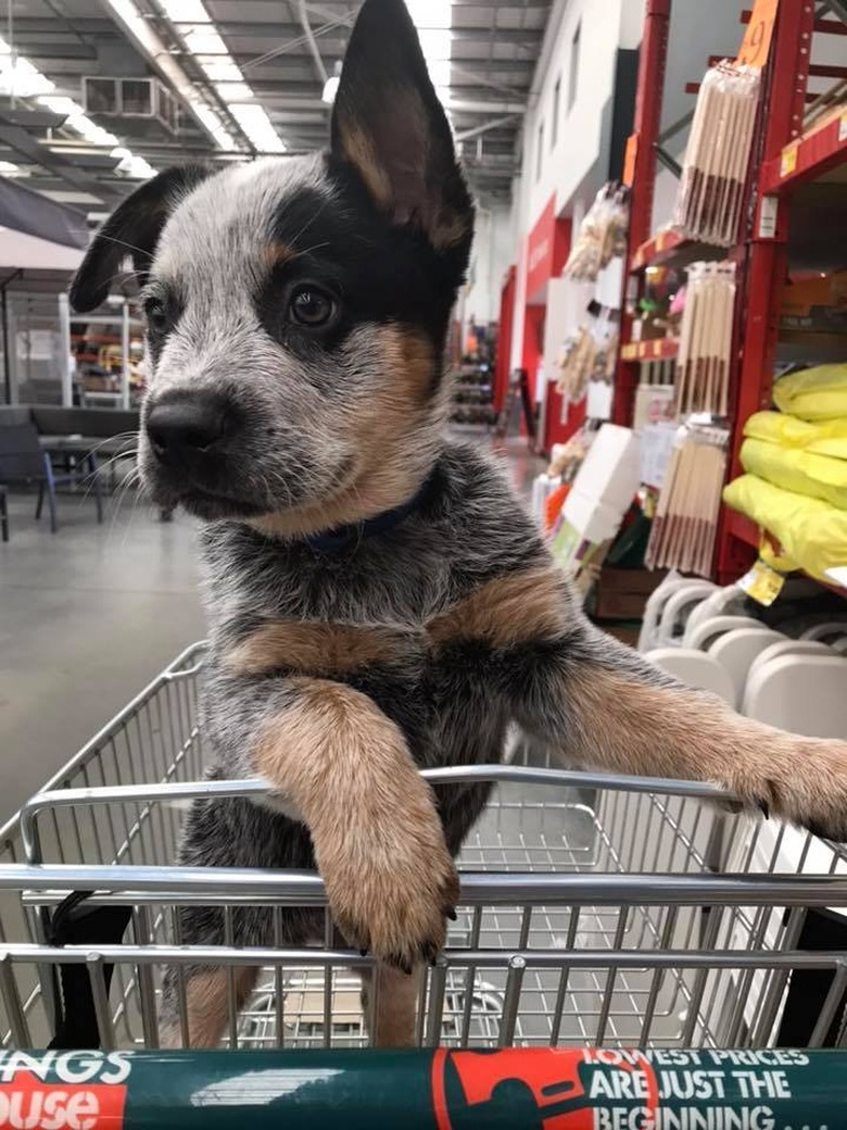 People are sharing pictures of dogs in shopping carts and we're soooo here for it