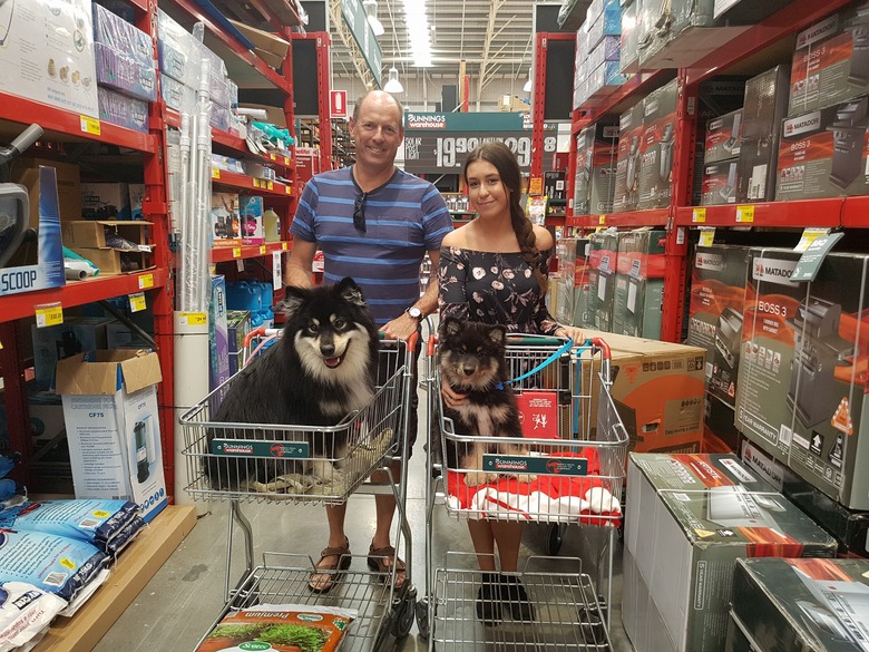 People are sharing pictures of dogs in shopping carts and we're soooo here for it
