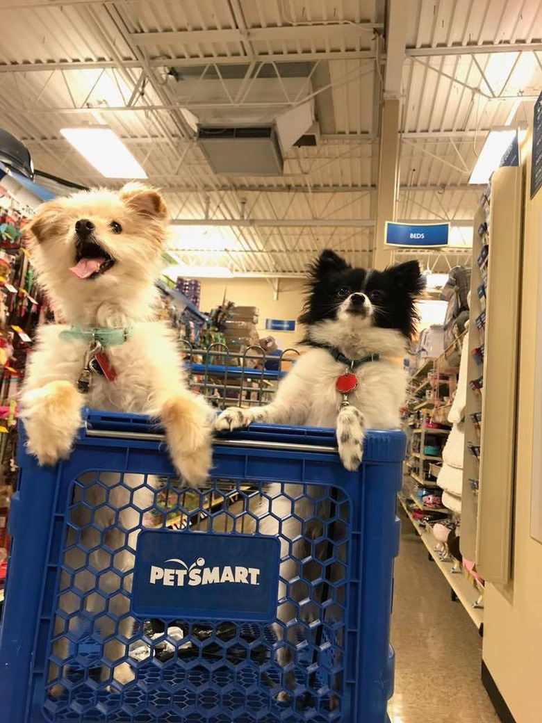 People are sharing pictures of dogs in shopping carts and we're soooo here for it