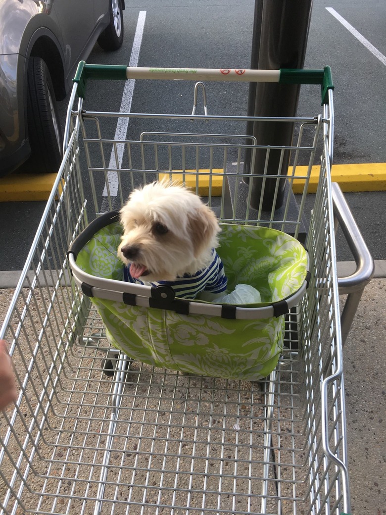 People are sharing pictures of dogs in shopping carts and we're soooo here for it