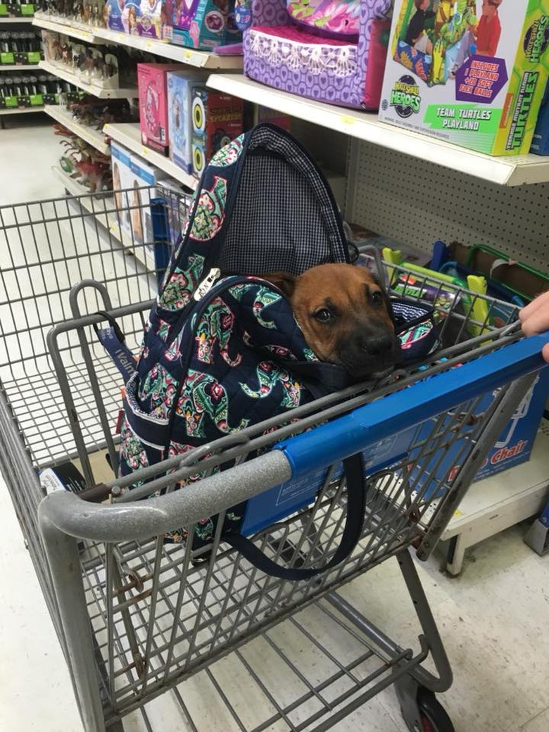 People are sharing pictures of dogs in shopping carts and we're soooo here for it