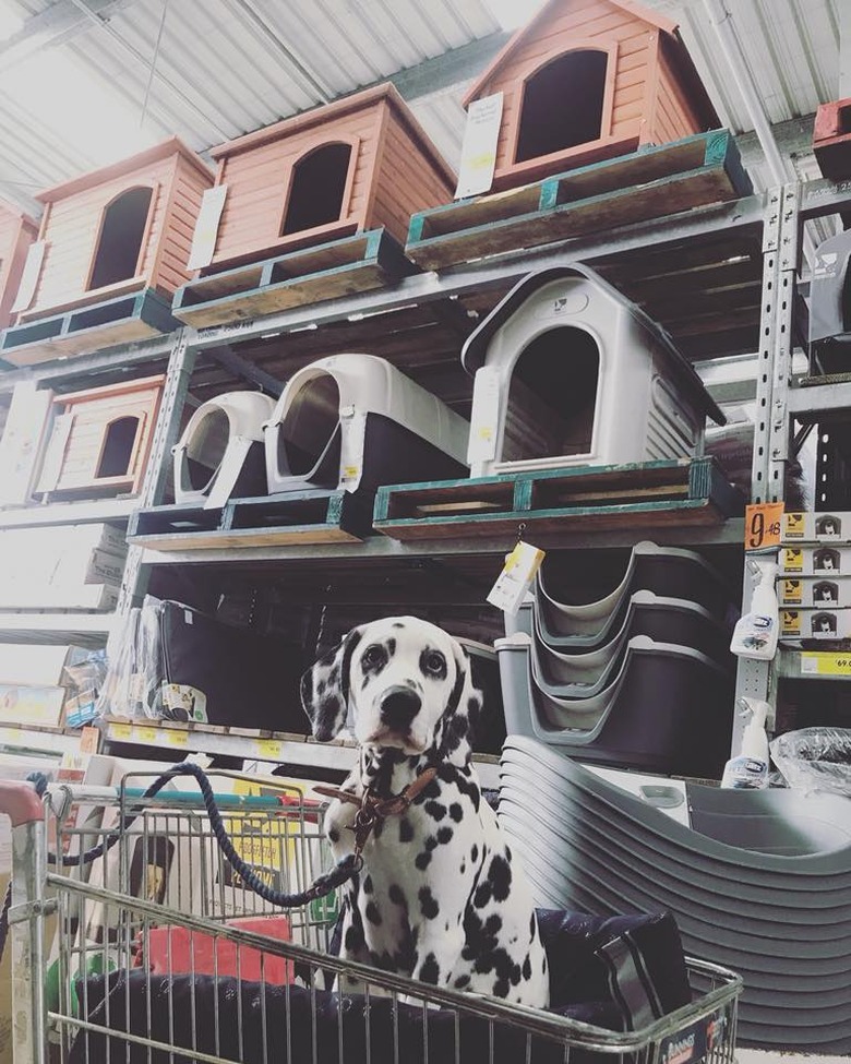 People are sharing pictures of dogs in shopping carts and we're soooo here for it