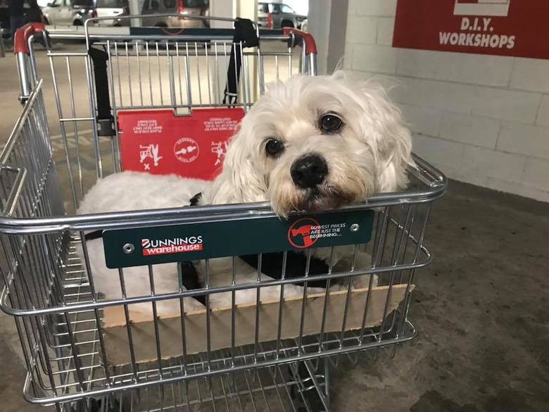 People are sharing pictures of dogs in shopping carts and we're soooo here for it