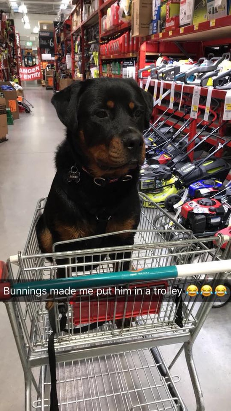 People are sharing pictures of dogs in shopping carts and we're soooo here for it