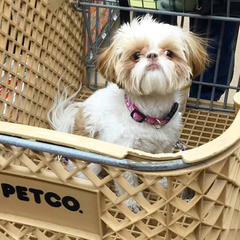 People are sharing pictures of dogs in shopping carts and we're soooo here for it