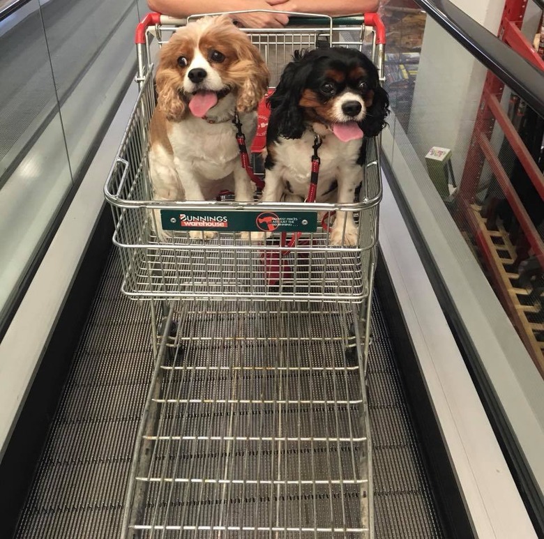 People are sharing pictures of dogs in shopping carts and we're soooo here for it