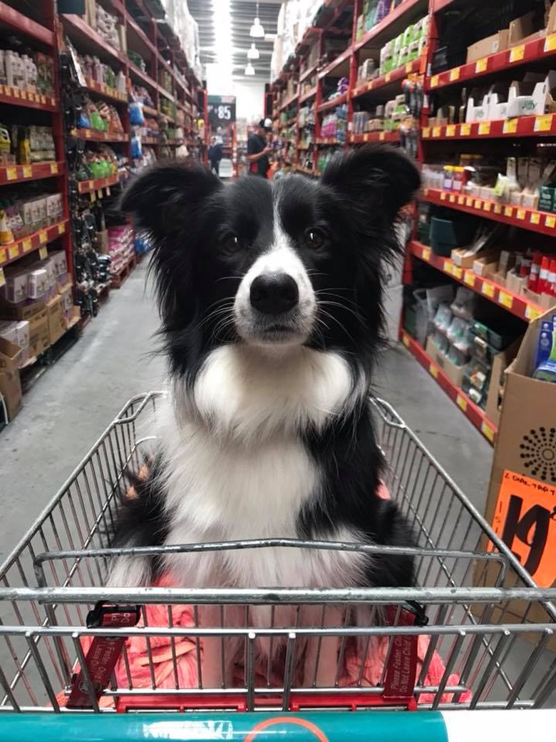 People are sharing pictures of dogs in shopping carts and we're soooo here for it
