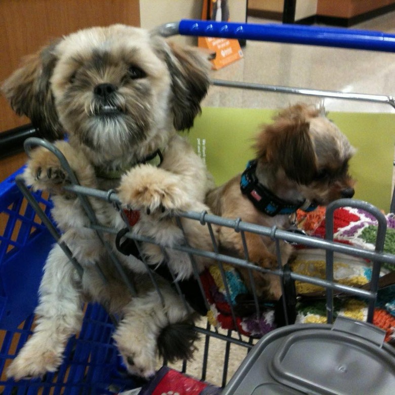 People are sharing pictures of dogs in shopping carts and we're soooo here for it