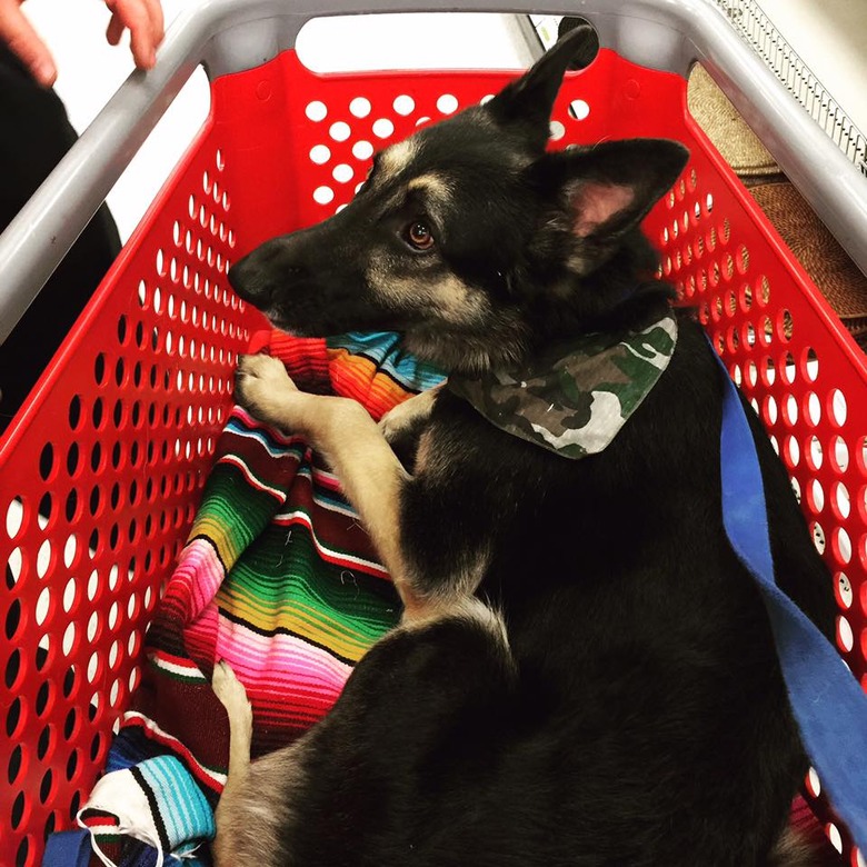People are sharing pictures of dogs in shopping carts and we're soooo here for it