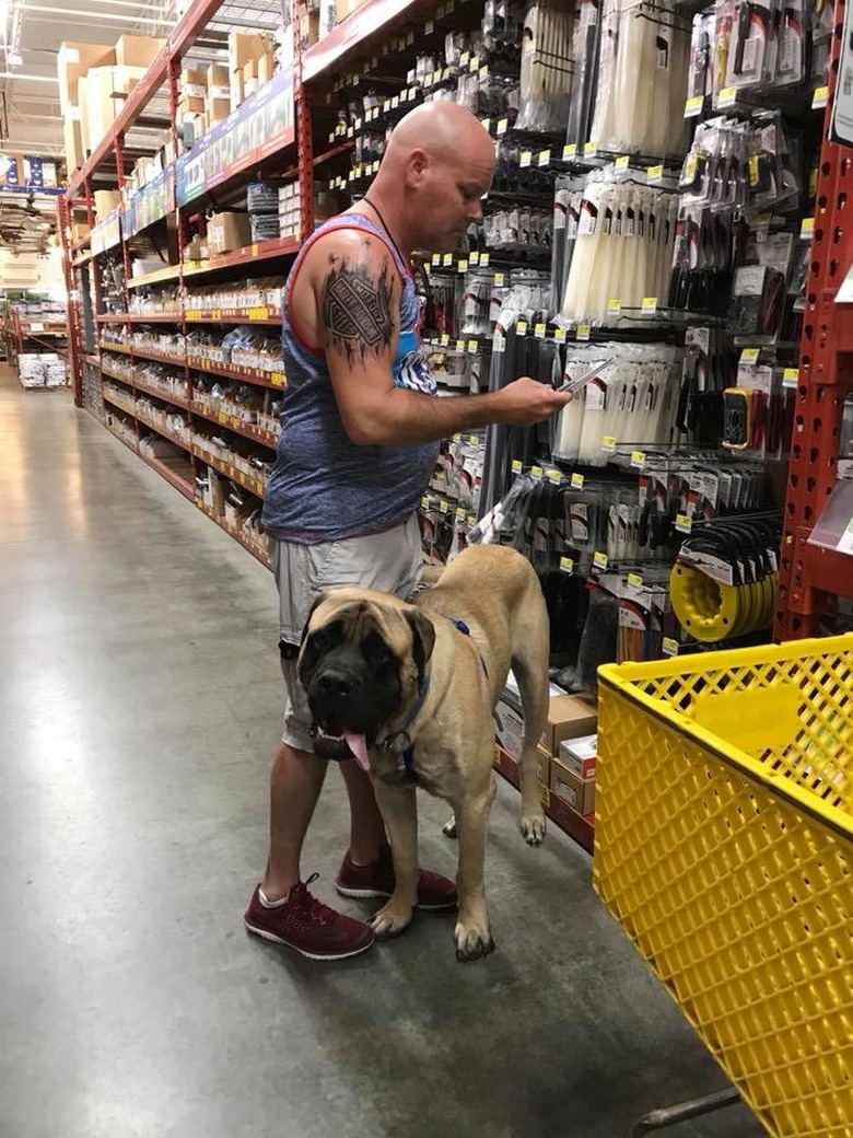 People are sharing pictures of dogs in shopping carts and we're soooo here for it