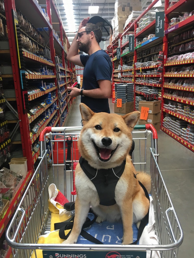 People are sharing pictures of dogs in shopping carts and we're soooo here for it