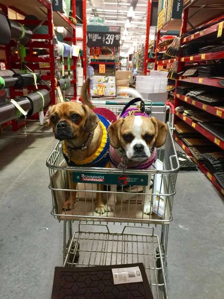 People are sharing pictures of dogs in shopping carts and we're soooo here for it