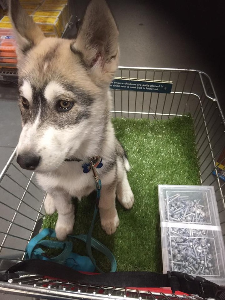 People are sharing pictures of dogs in shopping carts and we're soooo here for it