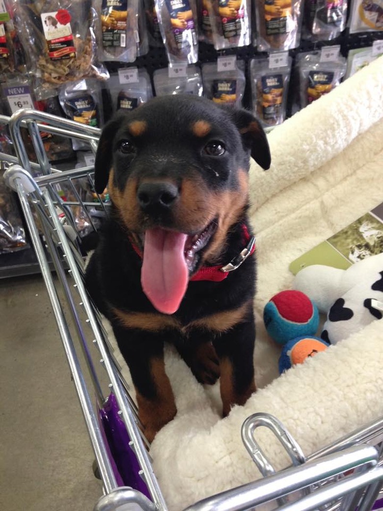 People are sharing pictures of dogs in shopping carts and we're soooo here for it
