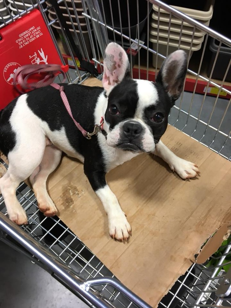 People are sharing pictures of dogs in shopping carts and we're soooo here for it