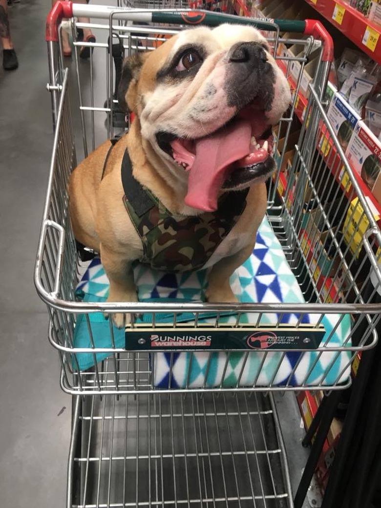 People are sharing pictures of dogs in shopping carts and we're soooo here for it