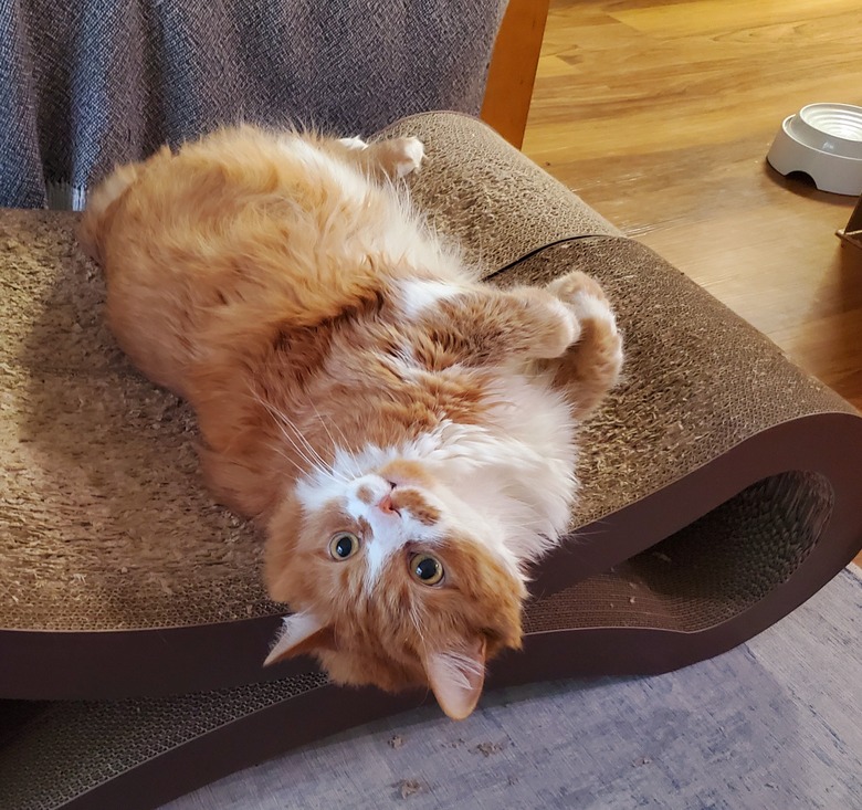 orange cat lounding on cat scratcher.