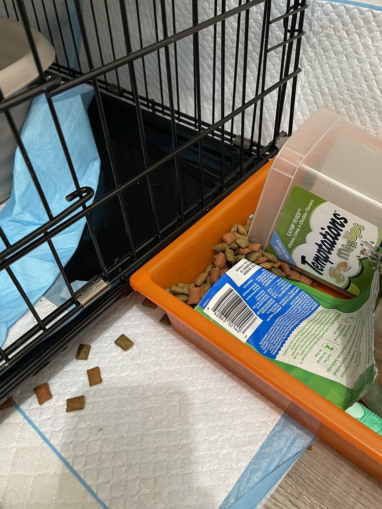 orange cat knocks over box of treats.