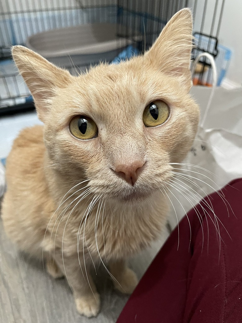 orange cat breaks into treats.