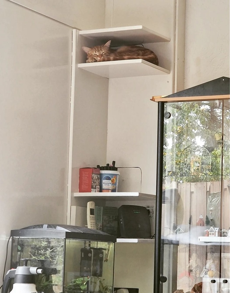 cat sleeps on high, tight, and narrow bookshelf.