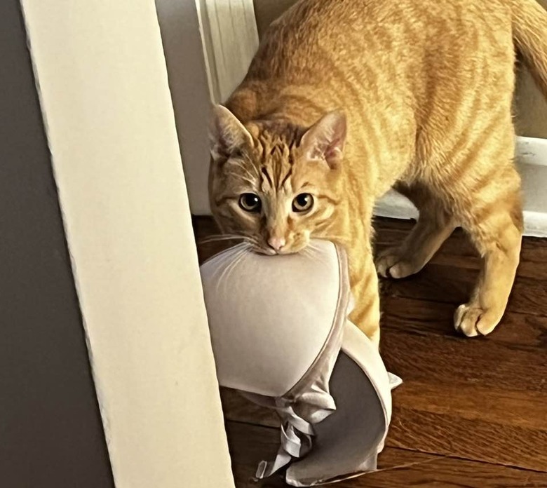 orange cat steals woman's bra.